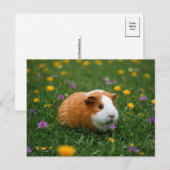 Schattige Guinea Pig Flower Grass Natuur Cavia Bri Briefkaart (Voorkant / Achterkant)