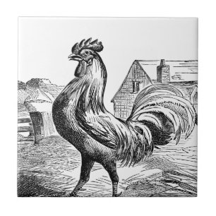 Schattige  haan boerderij decor tegel tegeltje