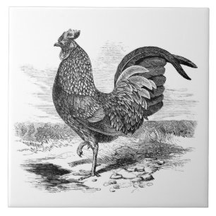 Schattige  haan boerderij decor tegel tegeltje