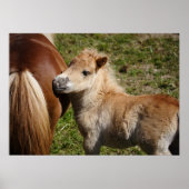 Schattige Haflinger Foal Poster (Voorkant)