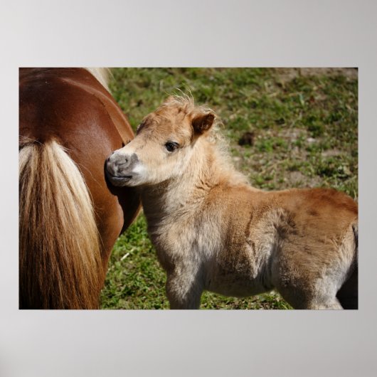 Schattige Haflinger Foal Poster (Voorkant)