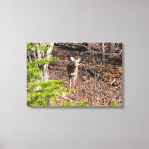 Schattige herten in het bos Natuurfotografie Canvas Afdruk