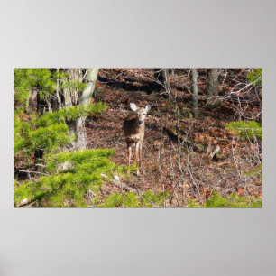 Schattige herten in het bos Natuurfotografie Poster