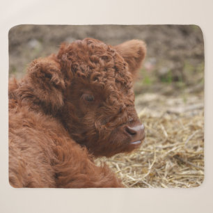 Schattige Highland Koe Kalf in Hay Sherpa Deken