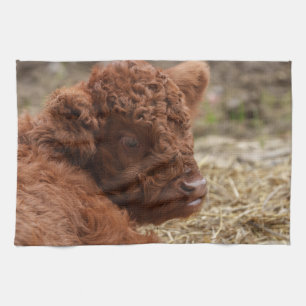 Schattige Highland Koe Kalf in Hay Theedoek