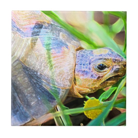 Schattige Hoekige Schildpad Zuid-Afrika Details Tegeltje (Voorkant)