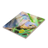 Schattige Hoekige Schildpad Zuid-Afrika Details Tegeltje (Zijkant)