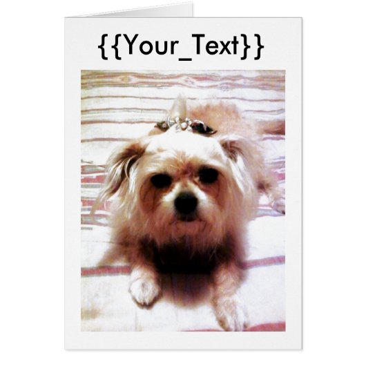 Schattige Hond (Voorkant)