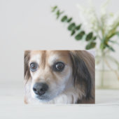 schattige hond briefkaart (Staand voorkant)