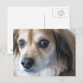 schattige hond briefkaart (Voorkant / Achterkant)