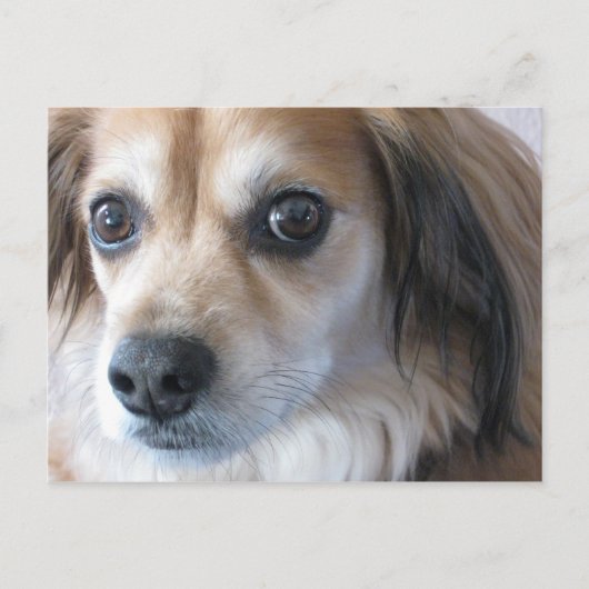 schattige hond briefkaart (Voorkant)