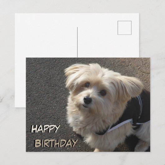 Schattige Hond Gelukkige Verjaardag Ansichtkaart Briefkaart (Voorkant / Achterkant)
