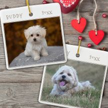 Schattige hond huisdier 2 foto's Kerstmis