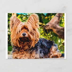 Schattige Hond huisdier Yorkie Vrede Liefde Bestem Briefkaart