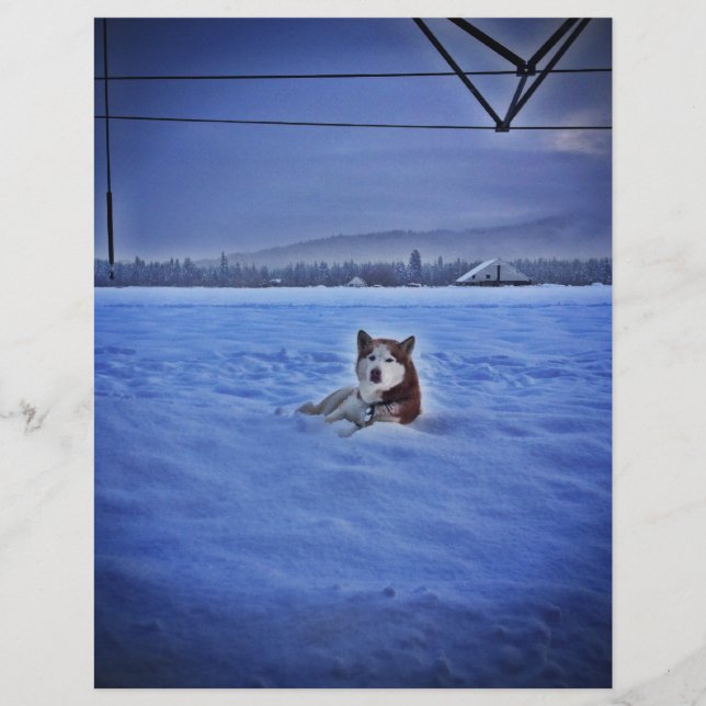 schattige hond in sneeuw (Voorkant)