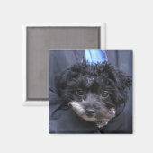 schattige HOND Magneet (Voorkant / Achterkant)