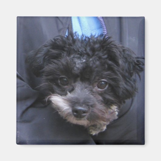 schattige HOND Magneet (Voorkant)