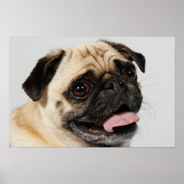 schattige hond poster