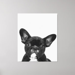 Schattige hond Zwart Frans Bulldog Face Canvas Afdruk