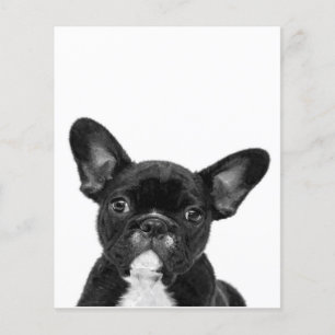 Schattige hond Zwart Frans Bulldog Face Flyer