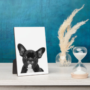 Schattige hond Zwart Frans Bulldog Face Fotoplaat