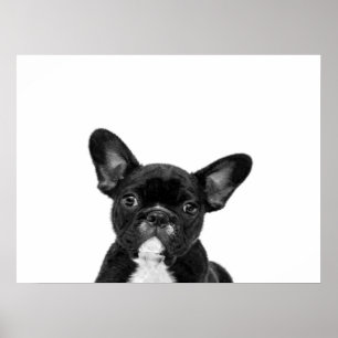 Schattige hond   Zwart Frans Bulldog Face Poster