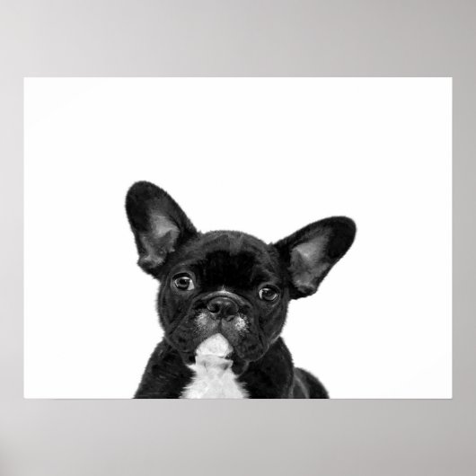 Schattige hond | Zwart Frans Bulldog Face Poster (Voorkant)