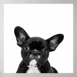 Schattige hond   Zwart Frans Bulldog Face Poster