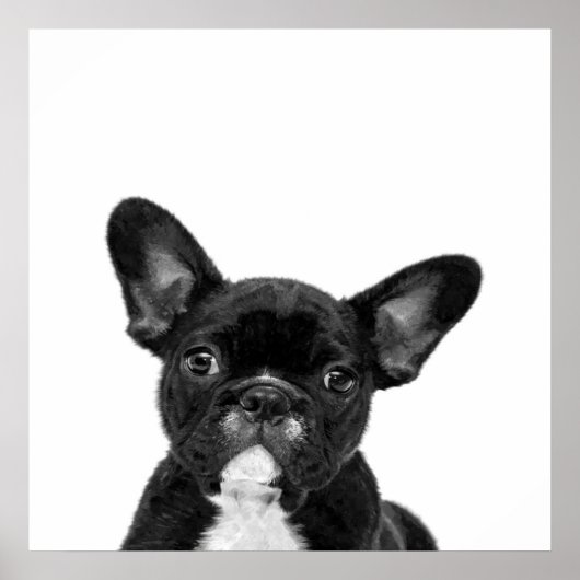 Schattige hond | Zwart Frans Bulldog Face Poster (Voorkant)