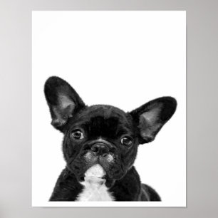 Schattige hond Zwart Frans Bulldog Face Poster