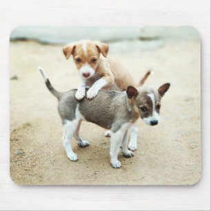 Schattige honden spelen op het strand muismat