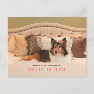 Schattige hondenasiel op zijn plaats   Sheltie Bri Briefkaart