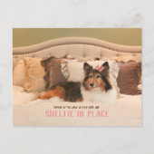 Schattige hondenasiel op zijn plaats | Sheltie Bri Briefkaart (Voorkant)