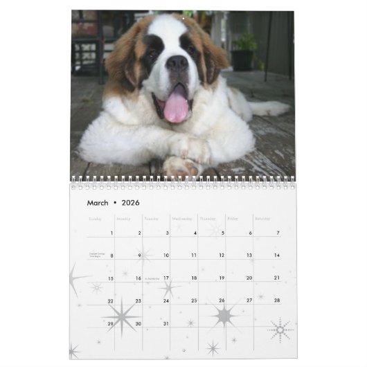 Schattige Hondenras Saint Bernard Puppy Kalender (Mar 2026)