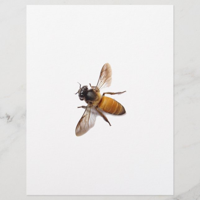 Schattige honingbij bij hommel (Voorkant)