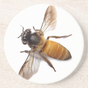 Schattige honingbij bij hommel  zandsteen onderzetter