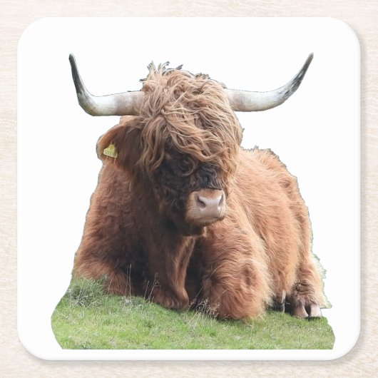 Schattige Hoogland Moo Koe Rustieke Schotse Veefok Kartonnen Onderzetters (Voorkant)