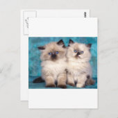 Schattige "Hug me" Perzische Kittens Briefkaart (Voorkant / Achterkant)