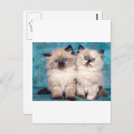 Schattige "Hug me" Perzische Kittens Briefkaart (Voorkant / Achterkant)