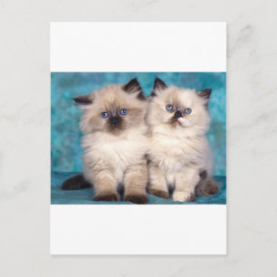 Schattige "Hug me" Perzische Kittens Briefkaart
