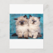 Schattige "Hug me" Perzische Kittens Briefkaart (Voorkant)