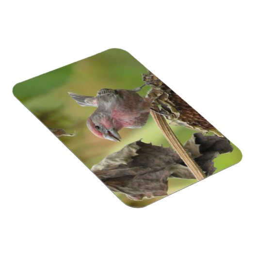 Schattige Huis Finch Eten Zonnebloempitten Magneet (Rechterzijde)