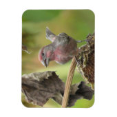 Schattige Huis Finch Eten Zonnebloempitten Magneet (Verticaal)