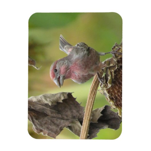 Schattige Huis Finch Eten Zonnebloempitten Magneet (Verticaal)