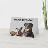 Schattige huisdieren van de Gang Birthday Kaart (Voorkant)