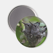 Schattige Hummingvogels Fotografie Magneet (Voorkant / Achterkant)