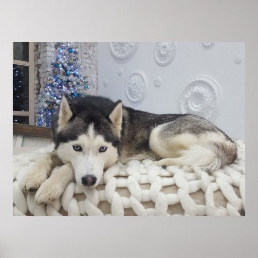 Schattige Husky Dog Mooi Portret Poster (Voorkant)