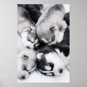 schattige husky-puppies poster