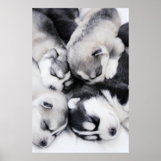 schattige husky-puppies poster (Voorkant)