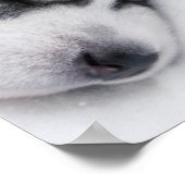 schattige husky-puppies poster (Hoek)
